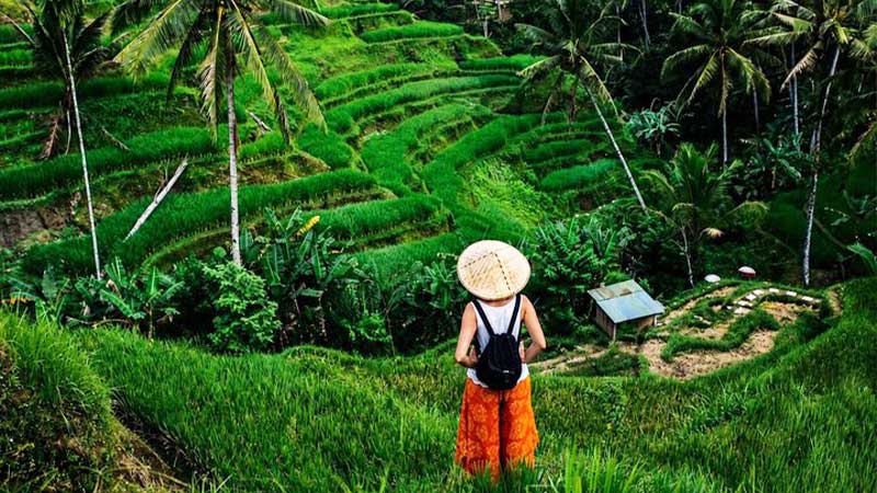 Ubud Full-Day Rice Terrace Monkey Forest Temple and waterfall
