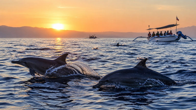 Lovina Dolphin