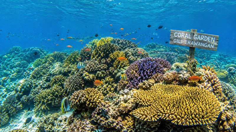 Best Snorkeling Spots in Gili