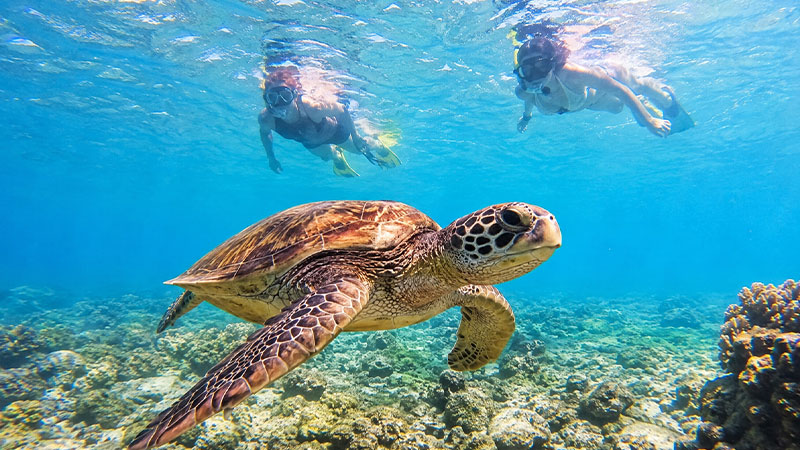 Best Snorkeling Spots in Gili